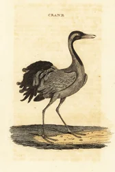 Jungfernkranich, Grus virgo