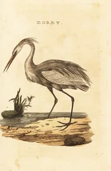 Silberreiher, Ardea alba