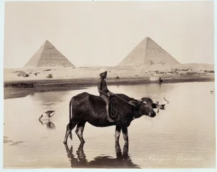 Ein Kind und ein Ochse in einem Gewässer am Fuße der Pyramiden von Chephren und Cheops in Gizeh - Fotografie der Frères Zangali, späte 19. Jahrhundert
