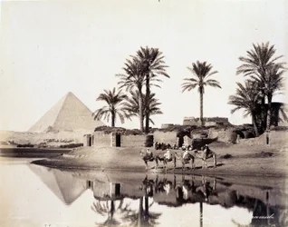 Kamele trinken am Fuße der Pyramiden von Ägypten - Fotografie der Zangali-Brüder, Ende des 19. Jahrhunderts