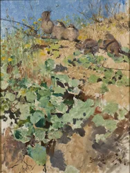 Nestlinge des Rotrückenschwirlings, 1887