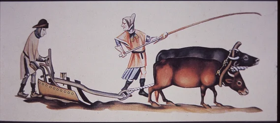 Mittelalterliche Männer pflügen mit Ochsen, aus einer Szene des Luttrell Psalters