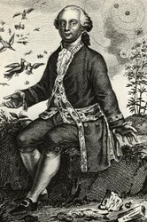 Porträt von Georges-Louis Leclerc de Buffon (1707-1788), französischer Naturforscher und Mathematiker, Gravur