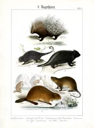 Stachelschwein, Coendus und andere Nagetiere