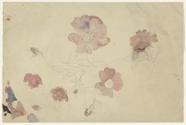 Blumenstudien in Lila und Rosa