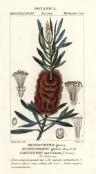 Albany-Flaschenbürste, Callistemon speciosus