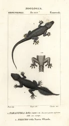 Hausgecko, Hemidactylus frenatus 1, und Breitschwanzgecko, Phyllurus platurus 2