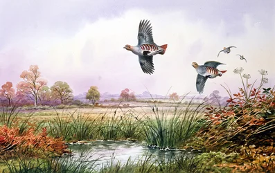 Rebhuhn im Flug
