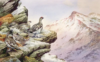 Schneehuhn auf den Gipfeln