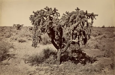 Kaktus, Arizona Wüste