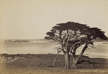 [Küstenansicht bei Monterey]