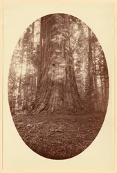 Empire State Calaveras Grove