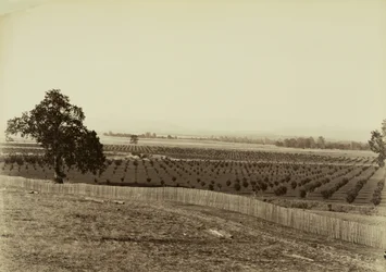 [Junger Obstgarten, Palermo, Butte County]
