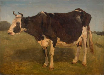 Stehende schwarz-weiße Kuh. Studie.