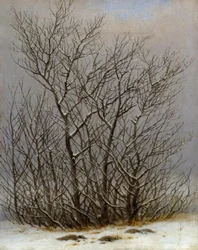 Gebüsch im Schnee