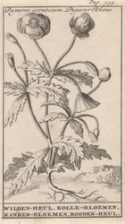 Klatschmohn