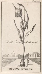 Titelblatt und acht Drucke mit Blumen