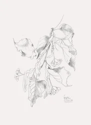 Zarte Linden-Skizze
