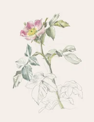 Zarte rosa Wildrose