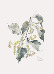 Lindenzweig Aquarell