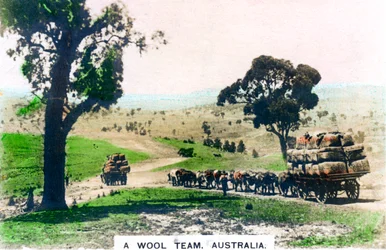 Ein Wollteam, Australien, um 1920er Jahre