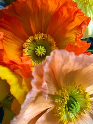 Komposition - Blumen, 2019