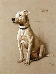 Jim, ein Bullterrier