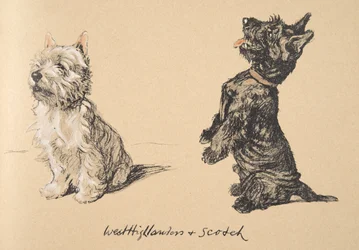 West Highlander und Scotch, 1930, Illustrationen aus seinem Skizzenbuch verwendet für 