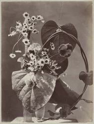 Blumenstudie mit Glasvasen
