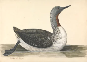 Ein rotschnäbeliger Taucher, Juni 1742