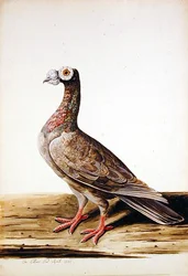 Ein Auerhuhn, Henne