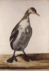 Der Große Eistaucher
