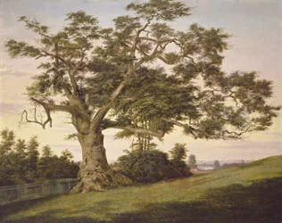 Die Charter Oak