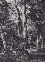 Eine Lichtung im Knole Park (s/w Foto)