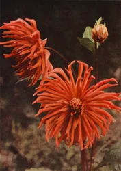 Die Kaktus-Dahlie "Brisbane"