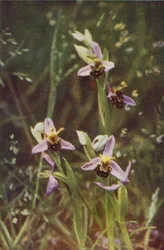 Wildblumen: Bienen-Ragwurz