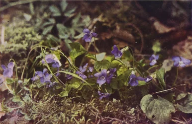 Wildblumen: Hundsveilchen