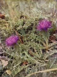 Wildblumen: Zwergdistel