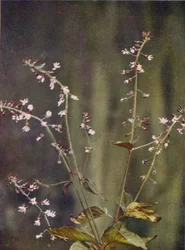 Wildblumen: Hexenkraut