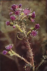 Wildblumen: Sumpf-Distel