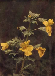 Wildblumen: Gauklerblume