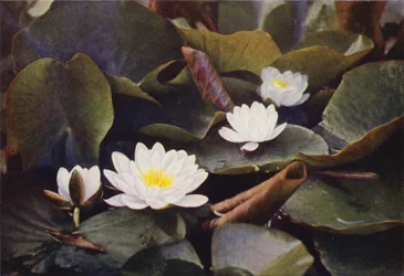 Wildblumen: Weiße Seerose