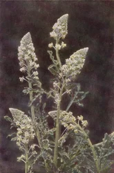 Wildblumen: Wilde Resede