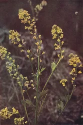 Wildblumen: Gelbe Rauke
