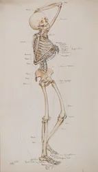 Studie [Menschliches Skelett (beschriftete Knochen)], ca. 1884