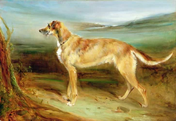 Ein Deerhound in einer Landschaft