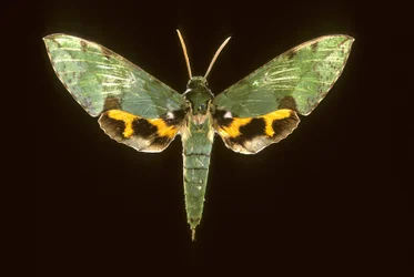 Euchloron megaera/Grüner Sphinx
