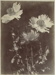 Blumenstillleben mit Mohn