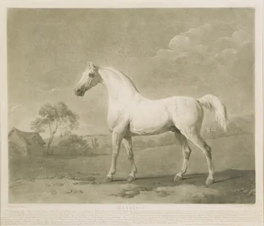Mambrino, nach George Stubbs, 1788