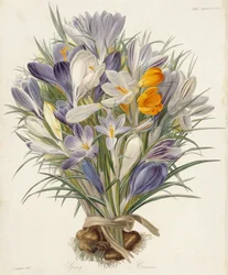 Frühlingskrokusse, Platte aus Transactions of the Horticultural Society, London, Bd. VII, 1830